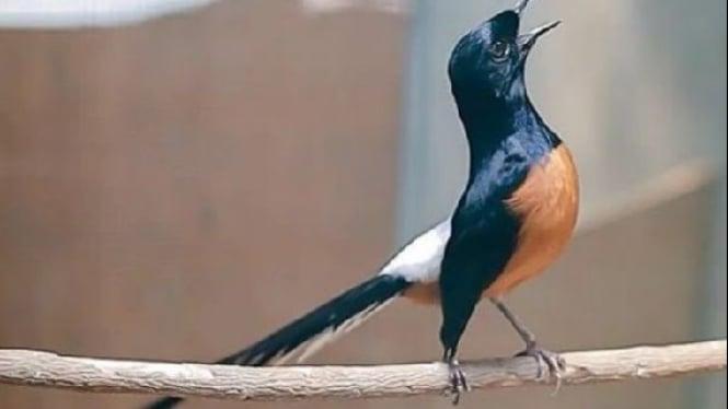 Gacor Alternatif: Tips & Trik Menjadikan Burung Anda Berkicau Lebih Merdu