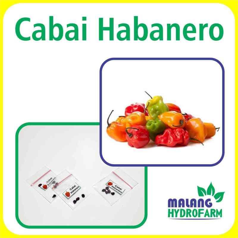 Agen Habanero Dipercaya untuk Penyediaan Produk Terbaik